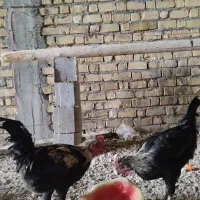 جوجه خروس 9ماهه