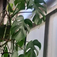 گلها والوراهای پرورش خانگی