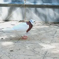 طوق سرخ نر کله قوچی کاکل میخ