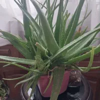 چند گلدان الوورا با قیمت خوب