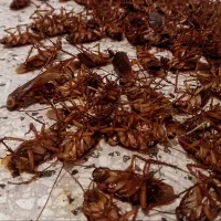 سمپاشی کلیه حشرات سم پاشی سوسک ساس موش باضمانت