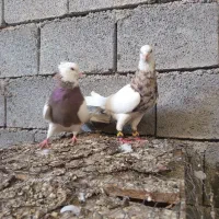 کبوتر طوقی|پرنده|وحدتیه, |دیوار