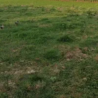 زمین مسکونی باپروانه