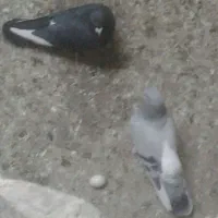 تعدادی کبوتر