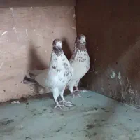 کبوتر. پرشی کله ای دوکت. سبز