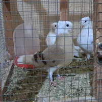 کبوتر کاکلی|پرنده|شیراز, حومه شیراز|دیوار