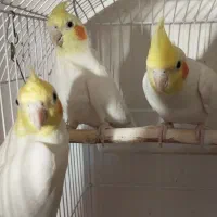 عروس هلندی لوتینو و البینو سالم دستی