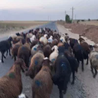 کاور نر گوشتی