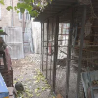 گنجه کفتر|لوازم جانبی حیوانات|تهران, قیام|دیوار