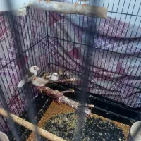 فنچ نروماده کینگ زبرا وبنگالی|پرنده|ری, سیزده آبان|دیوار