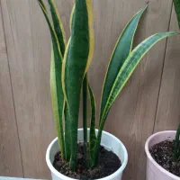 سویت-با-تمام-امکانات-اجاره-داده-مشود