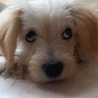 فروش توله سگ