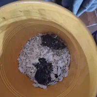 همستر|موش و خرگوش|شهریار, شهرک وائین|دیوار