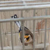 سهره نر داغسر