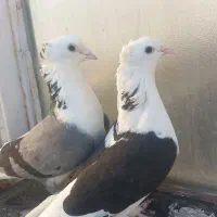 کبوتر دوکت سبز پاپر کاکلی