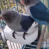 کتوله برزیلی ، پرنده|پرنده|پاکدشت, پاکدشت (مامازند)|دیوار