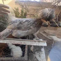 مرغ خروس تزیینی