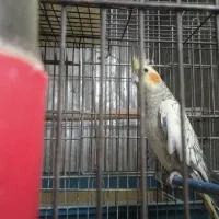 معاوضه عروس هلندی با قناری