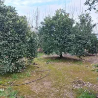 فروش زمین در هادی شهر