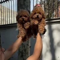 توی و تاینی پودل