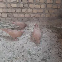 زرد کاکلی نر