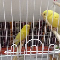 مرغ عشق لوتینو