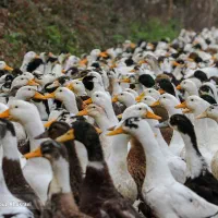 اردک محلی بزرگ شده در شالیزار