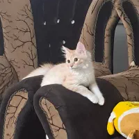 گربه زیبا و ملوس