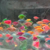 ماهی آکواریوم گوپی ، کالر ، زبرا ، آنجل ، گلدفیش