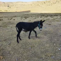 خر گلهای