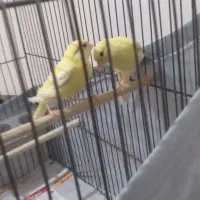 جوجه قناری ۵ماهه