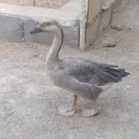 قوغاز ماده