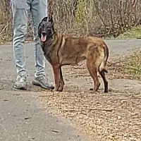 ماده مالیونویز