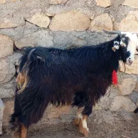 کهره نروماده بره نر|حیوانات مزرعه|اهرم, |دیوار