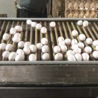 فروش عمده تخمرغ به قیمت درب مرغداری