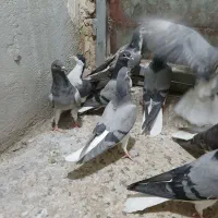 جوجه بدرنگ|پرنده|اصفهان, باتون|دیوار