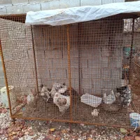 مرغ گلین|حیوانات مزرعه|سپیدان, |دیوار