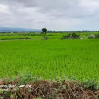 ویلا ساحلی دوخوابه در لوکیشن اسالم|اجارهٔ کوتاهمدت ویلا و باغ|تالش, تالش|دیوار