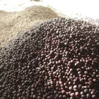 فروشی عناب فروشی