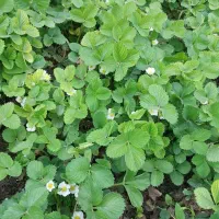 ناحال توت فرنگی