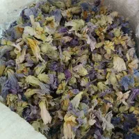 گل ختمی تازه