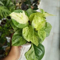 گیاه پتوس منجولا و زعفرانی