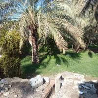 زمین|فروش زمین و ملک کلنگی|بم, |دیوار