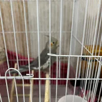 عروس سینامون|پرنده|قم, وادی السلام|دیوار