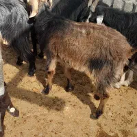 وبزجوان|حیوانات مزرعه|مرودشت, ده بید|دیوار