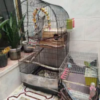 عروس هلندی و مرغ عشق