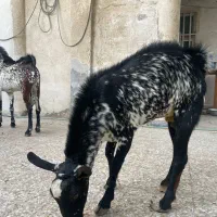 کهره|حیوانات مزرعه|قشم, |دیوار