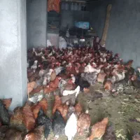 مرغ تخم گذار سالم|حیوانات مزرعه|کرمانشاه, |دیوار