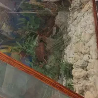 اکواریوم|ماهی|محمدیه-قزوین, |دیوار