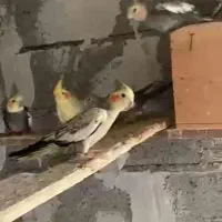 طوطی عروسو قفس مخصوص